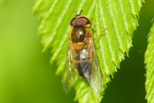 Réf. 278 544 : Epistrophe eligans